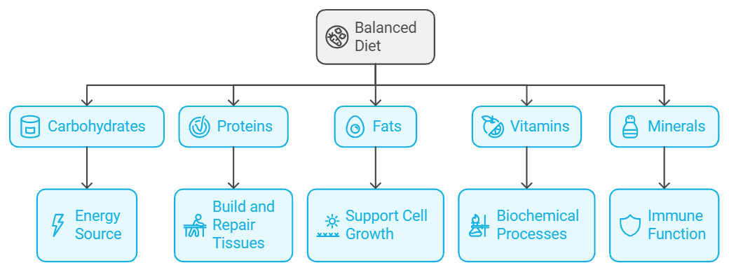 Balance Diet